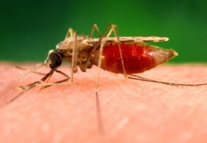 malariamygga